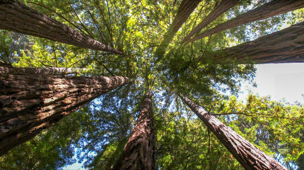 How Our Tree Care Process Works  in  Montura, FL